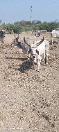 જૂનાગઢ જીલ્લો વંથલી તાલુકો ગામ વેચ