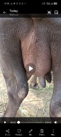 થંબનેલ 3