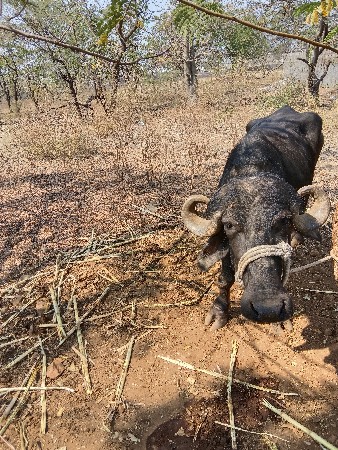 ભેંસ વેચવાની છે