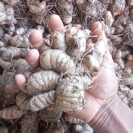 હળદર વેચવાની છે.