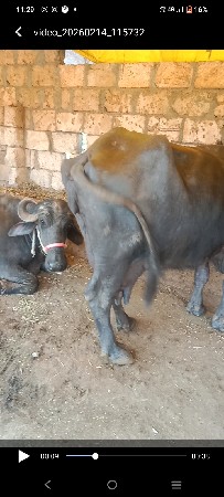 bhes વેચવાની છે