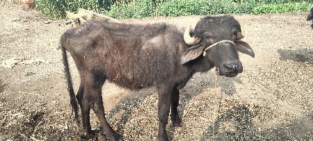 ખળેલી વેચવાની છે