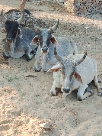 હા ત્રણ   વાછડા વેચવાના છે