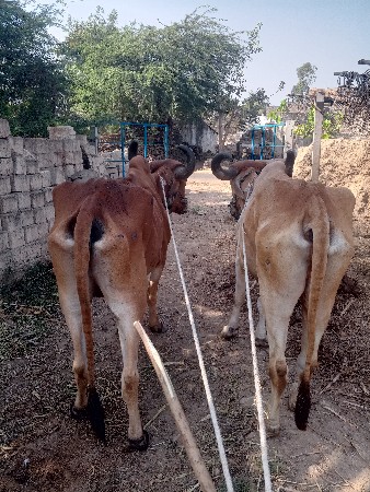 थंबनेल 2