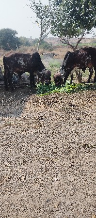 थंबनेल 2