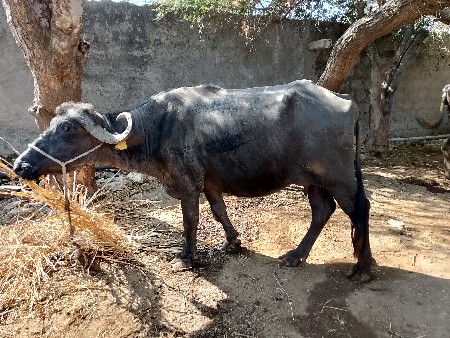 ભેસ વેચવાની છે