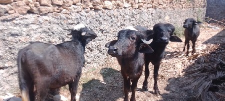 બે બે વર્ષ ની ચાર પાડીઓ વેચવાની