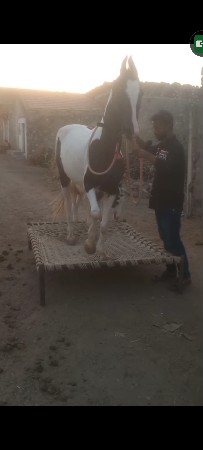 ચાલુ ઓર્ડર ની ઘોડી