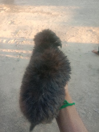 જર્મર શેફળ ગલૂડિયાં