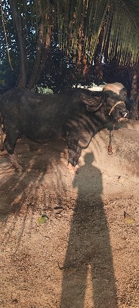 પ્રવીણ કેશુ ર ગામ નગીચાણા