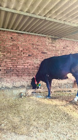 थंबनेल 2