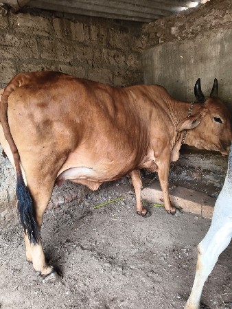 આ બે ગાયુ વેચવાની છે