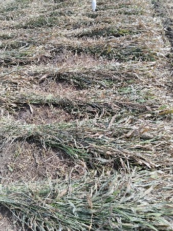 જુવાર ની નીરણ ‌વેસવાની છે