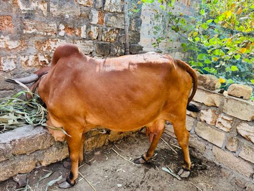 थंबनेल 3