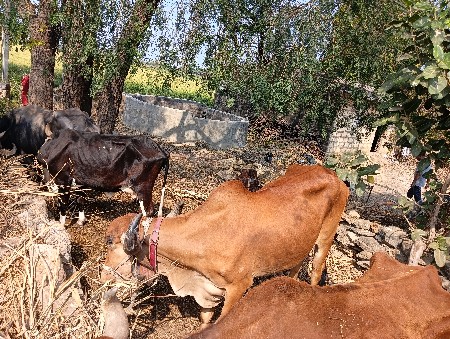 थंबनेल 3