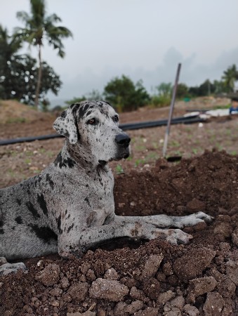 great dane Male