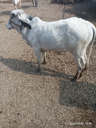 थंबनेल 3