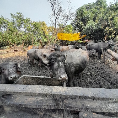 આભેશવેશવાનીછે