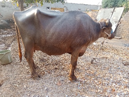 थंबनेल 2