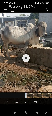 હોળકી વેચવાની છે