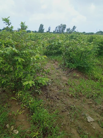 દ્વારકા માં જમીન વેચવાની છે