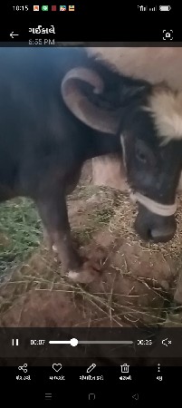 थंबनेल 3