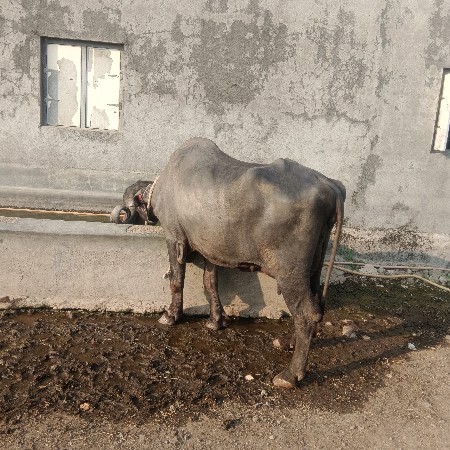 ભેંસ વેચવાની છે