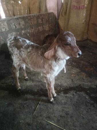 थंबनेल 3