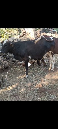 थंबनेल 3