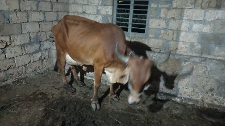 ગાય વેચવાની છે