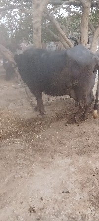 थंबनेल 3