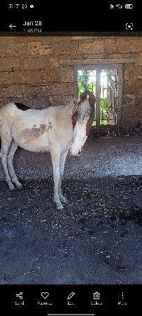 aa vaseri vesava ni che