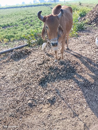 थंबनेल 2