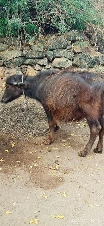 પાડો વેચવાનો છે