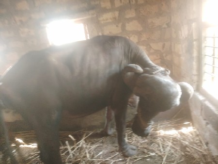 थंबनेल 2