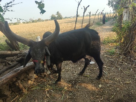 थंबनेल 3