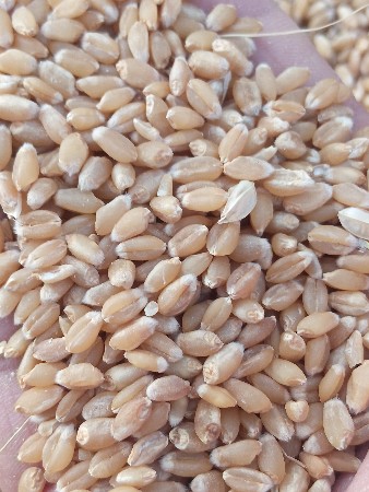 ઘઉ
 વેચવાના છે 530 ભાવ