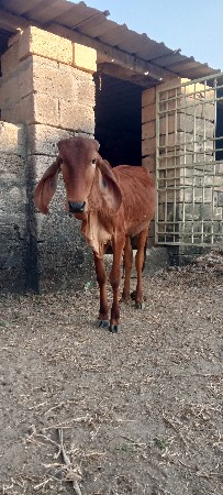 વાસળી વેચવાની છે