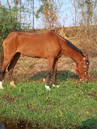 વશેરી ધોડી વેસવાની છે