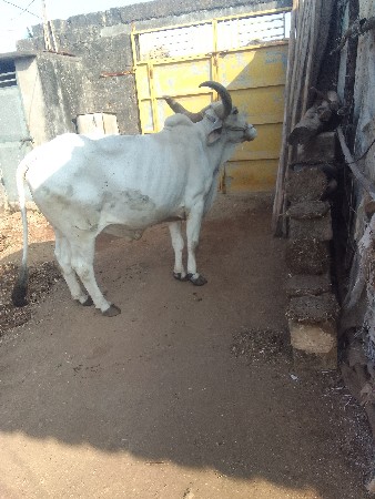 બળદ વેચવાનો છે