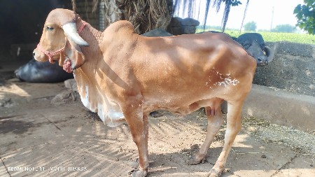 थंबनेल 3