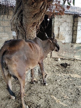 थंबनेल 2