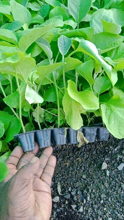 રીગણી નોં રોપ  મળસે