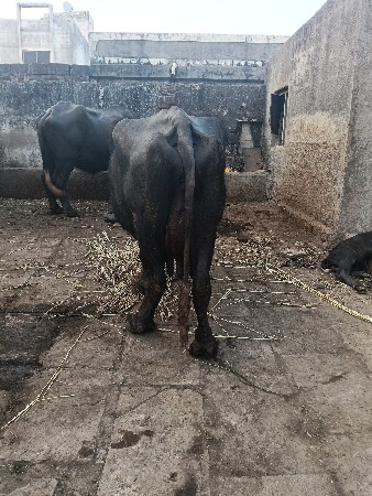 थंबनेल 3