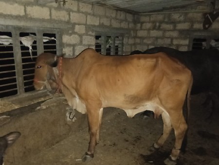 ગાય વેચવાની છે
