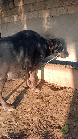 थंबनेल 3