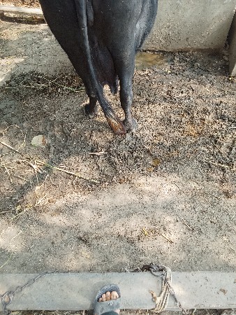 ભેંશ વેશવા ની છે