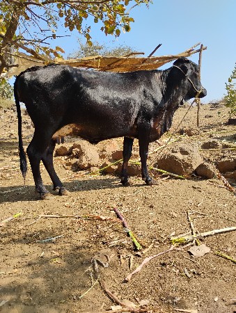 જર્સી ગાય વેચવાની છે