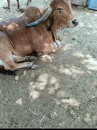 ગાય આપવાની