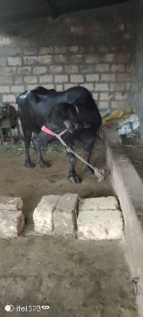 થંબનેલ 2